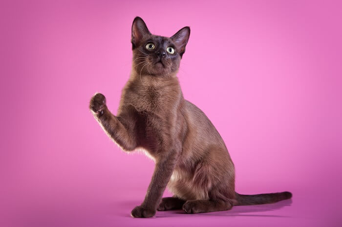 About the تونكينيزي Cat