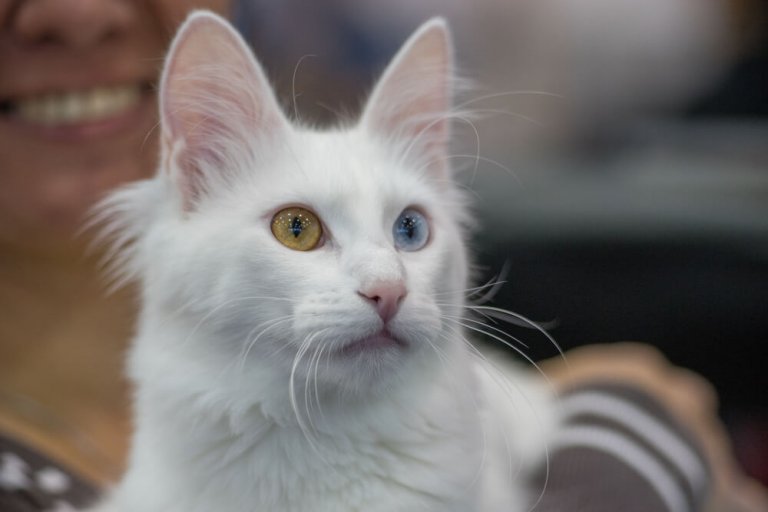 About the الأنجورا التركية Cat