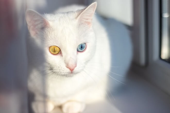 About the الفانكيديسي-التركي Cat
