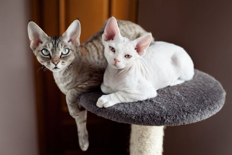 About the ديفون ريكس Cat