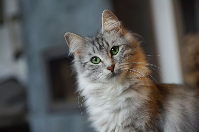 About the الغابة النرويجية Cat