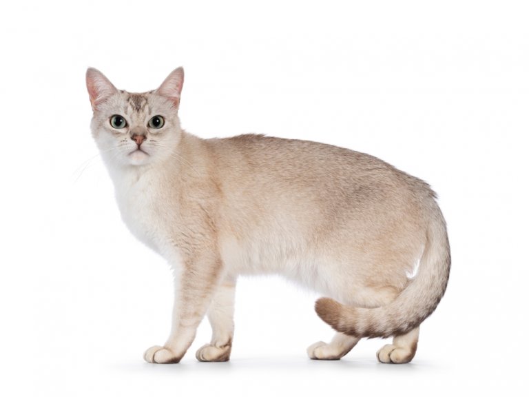 بورميلا Cat Care