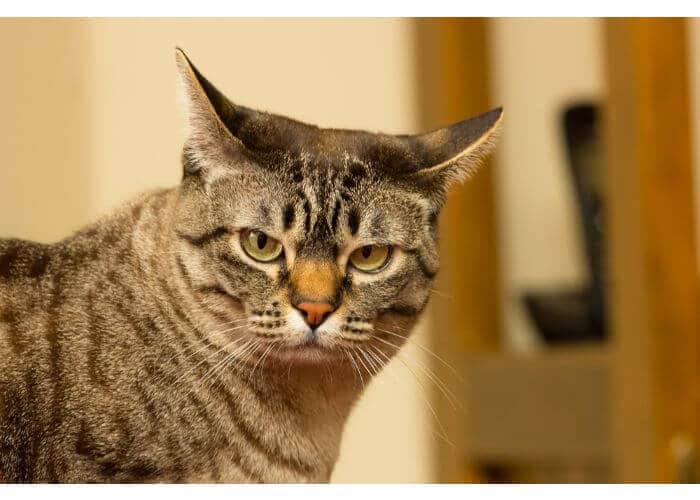 About the الضباب الأستراليأسترالي-ميست Cat