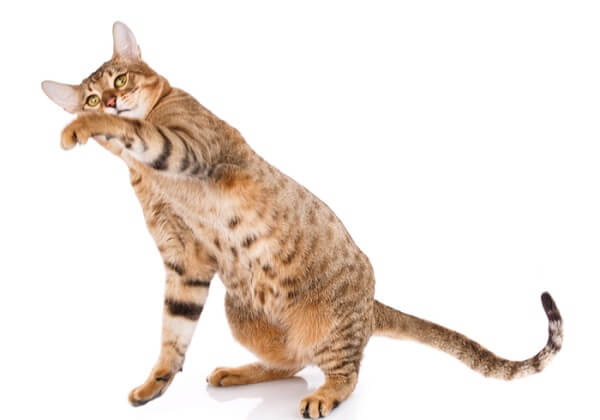About the سيرينجيتي Cat