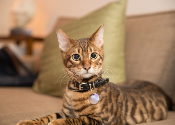 تويجر Cat Care