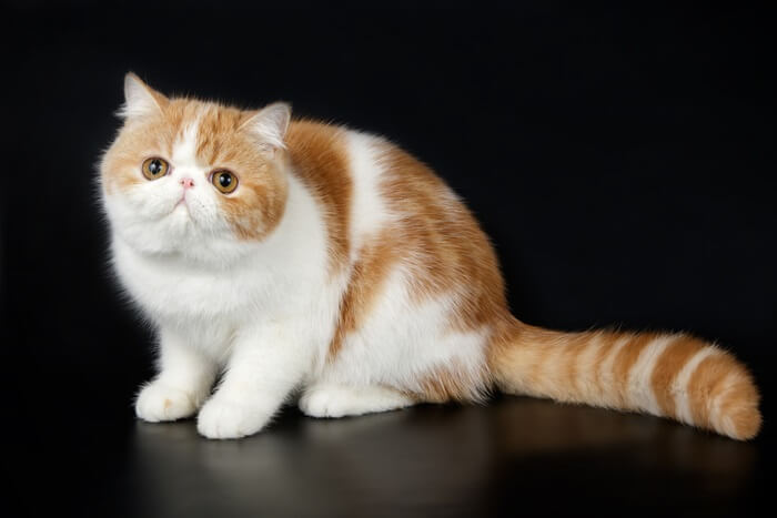 قطط قصيرة الشعر غريبة Cat Care