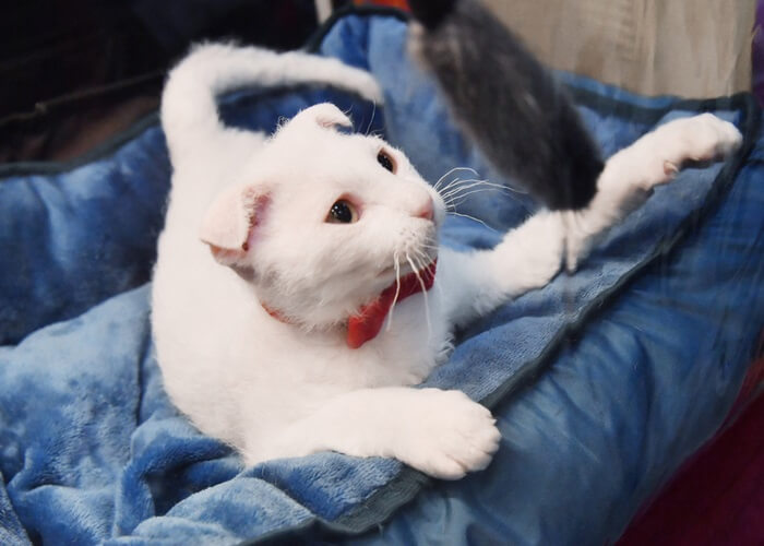 الليفكوي الأوكراني Cat Care