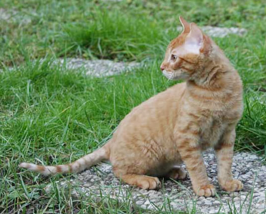 ريكس الألماني Cat Care