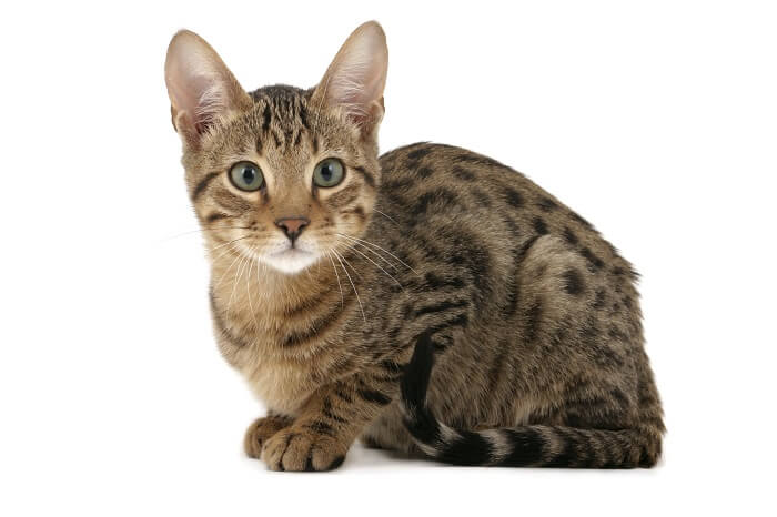 سيرينجيتي Cat Care