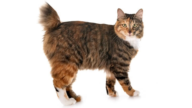 ذيل كوريليان قصير Cat Care