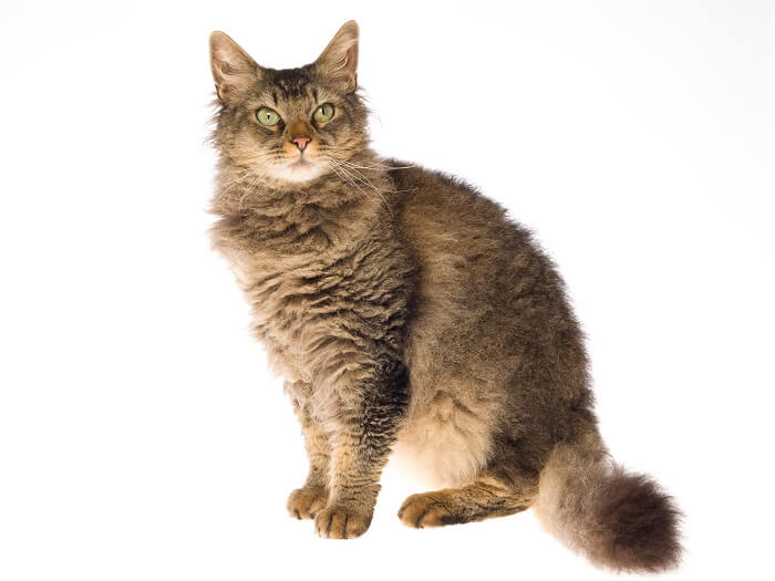 About the لابيرم Cat