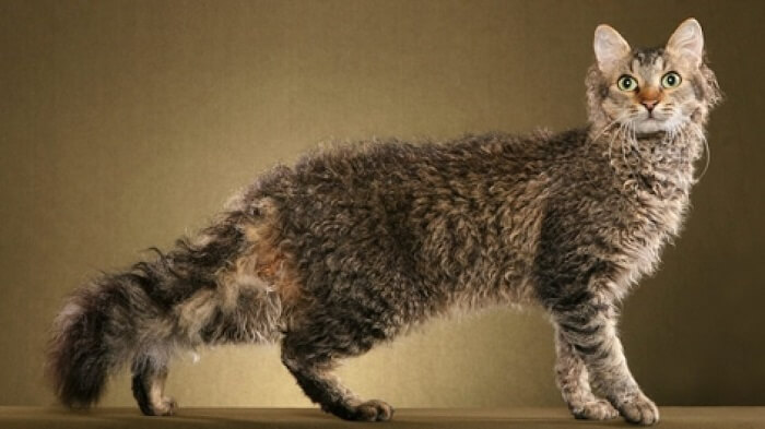 لابيرم Cat Care