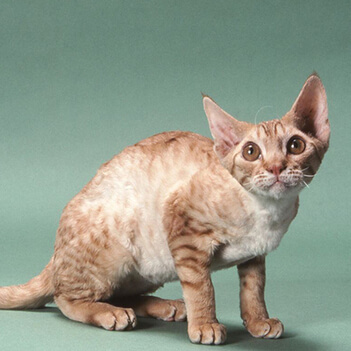 About the أوريغون ريكس Cat