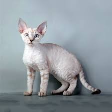 أوريغون ريكس Cat Care