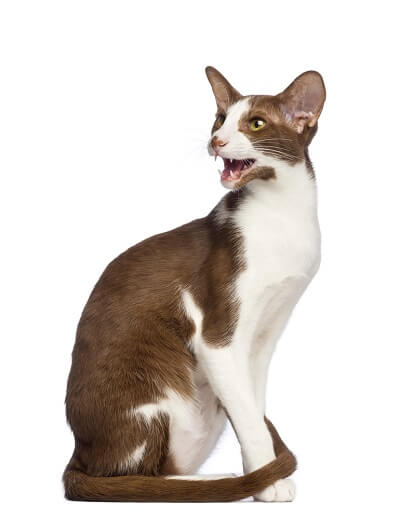 About the ثنائي الألوان الشرقي Cat