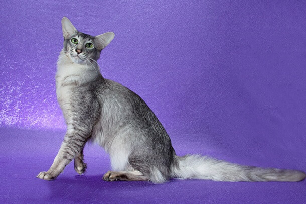 About the الشعر الطويل الشرقي Cat