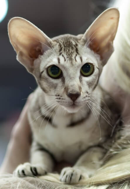 About the قط قصير الشعر الشرقي Cat