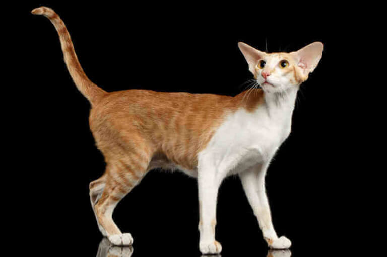 قط قصير الشعر الشرقي Cat Care