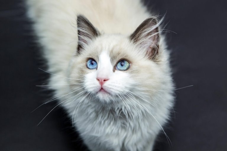 About the راجدول Cat