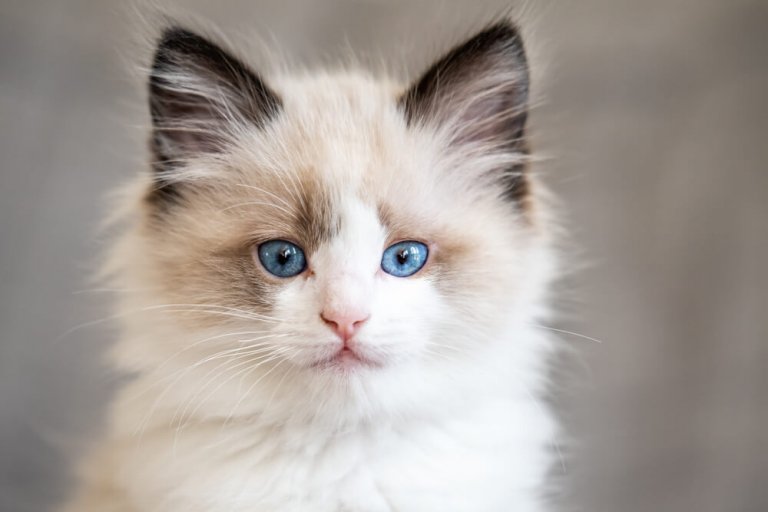 راجدول Cat Care