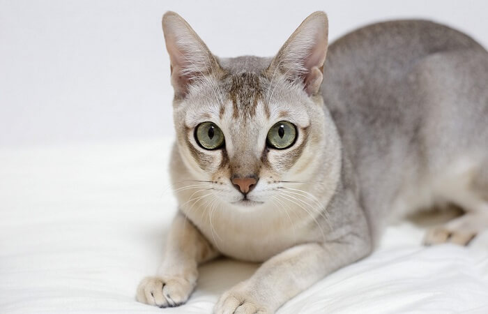 سينجابورا Cat Care
