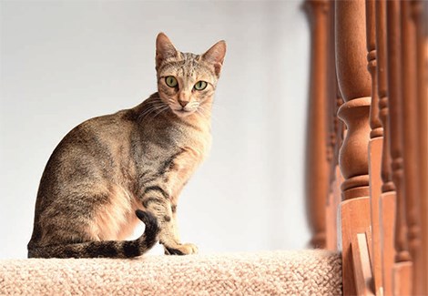 About the سوكوكي Cat