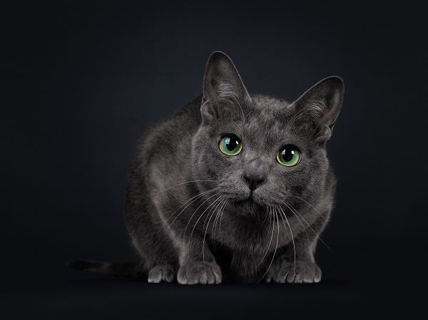 كورات Cat Care