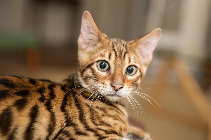 About the تويجر Cat