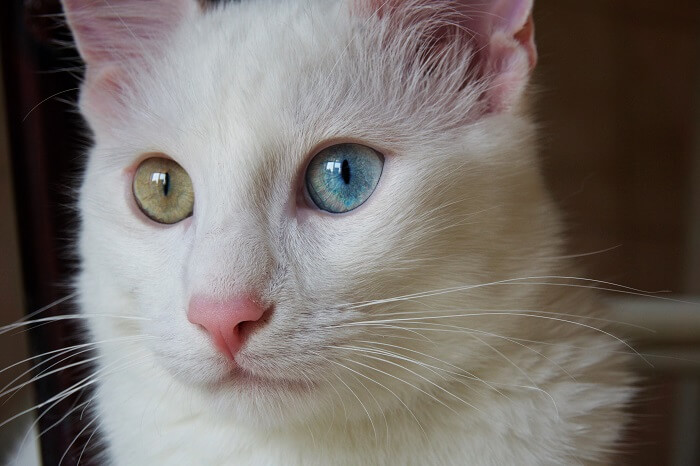 الفانكيديسي-التركي Cat Care