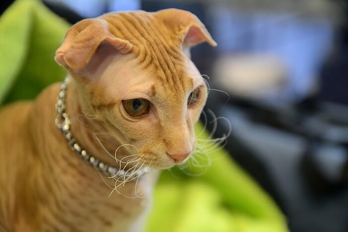 About the الليفكوي الأوكراني Cat