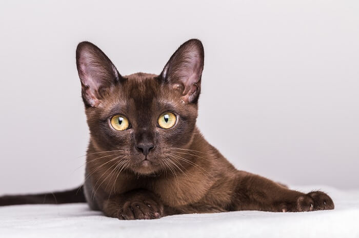 البورمية Cat Care
