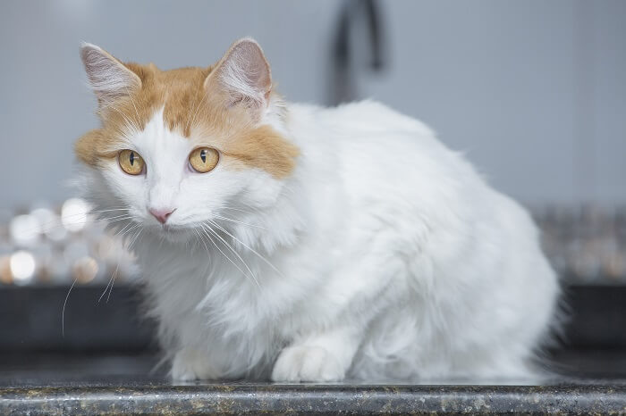 فان تركي Cat Care
