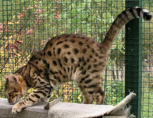 أوسوري