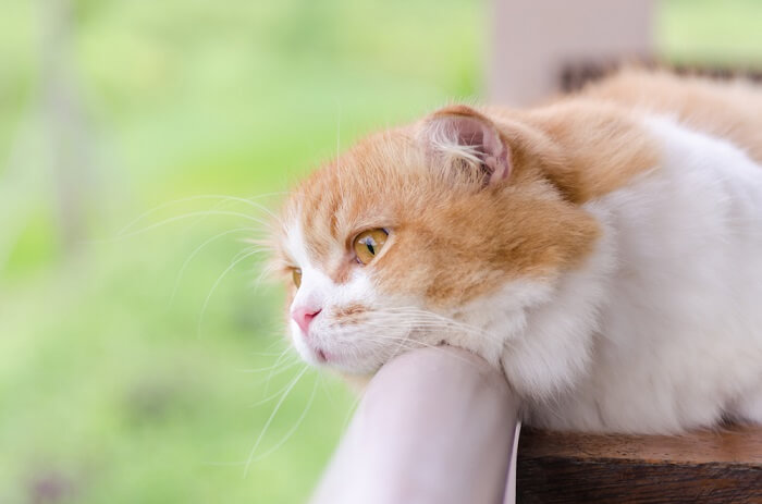 صورة قطة ذات مظهر حزين.