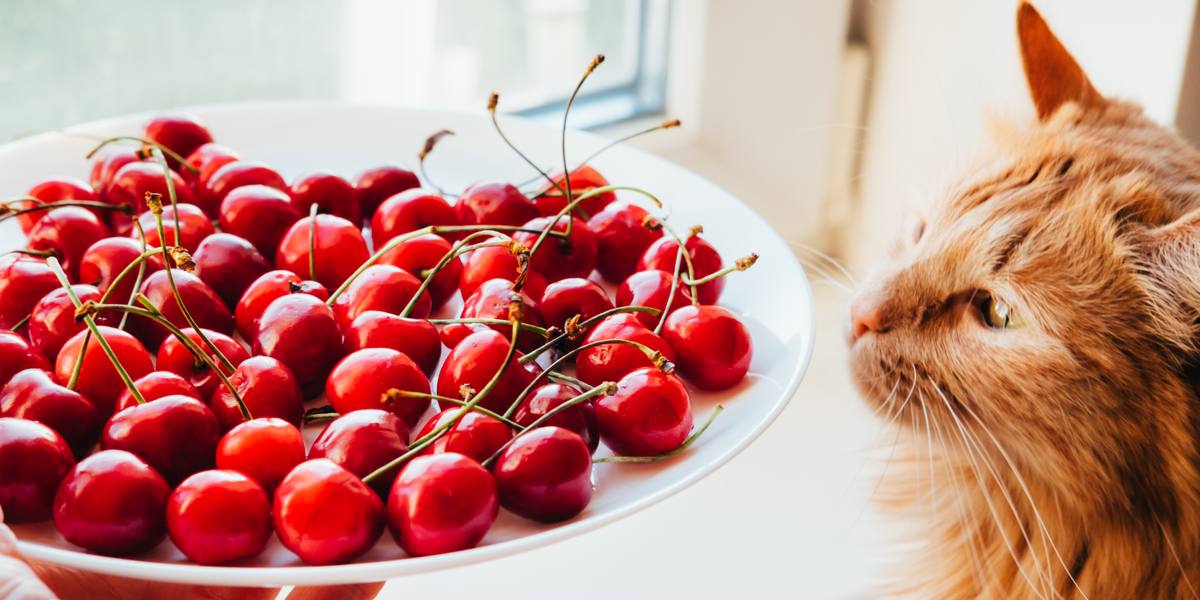 صورة تظهر قطة وكرزة، تلتقط تفاعل قطة مع ثمرة كرز