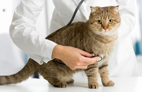 كم مرة يجب على قطتك زيارة الطبيب البيطري؟