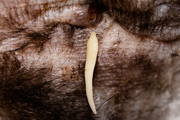 Dipylidium caninum في منطقة الشرج في القطة
