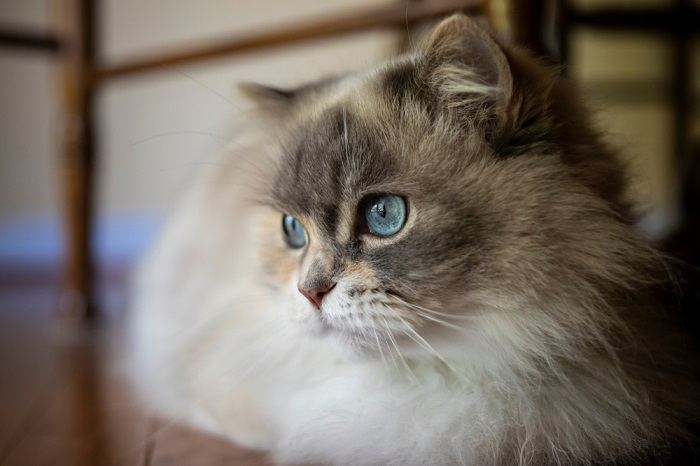 About the مينويت (نابليون) Cat
