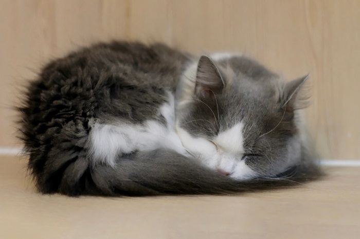 مينويت (نابليون) Cat Care