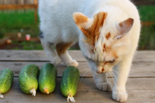 لماذا تكره القطط الخيار؟ شرح من طبيب بيطري