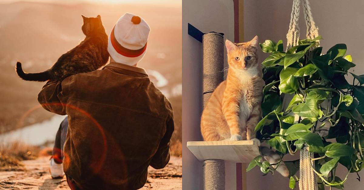 منظر منقسم لصاحب قطة يحمل قطته البرتقالية بين ذراعيه، والقط البرتقالي ينظر مباشرة إلى الكاميرا