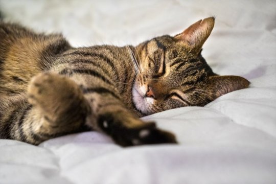8 أوضاع نوم شائعة للقطط وما تعنيه حقًا