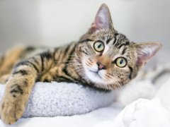 lonley cat
