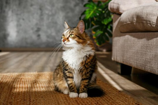 14 سلالة قطط ذات شعر طويل رائعة