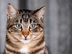 Mackerel tabby cat M on forehead.