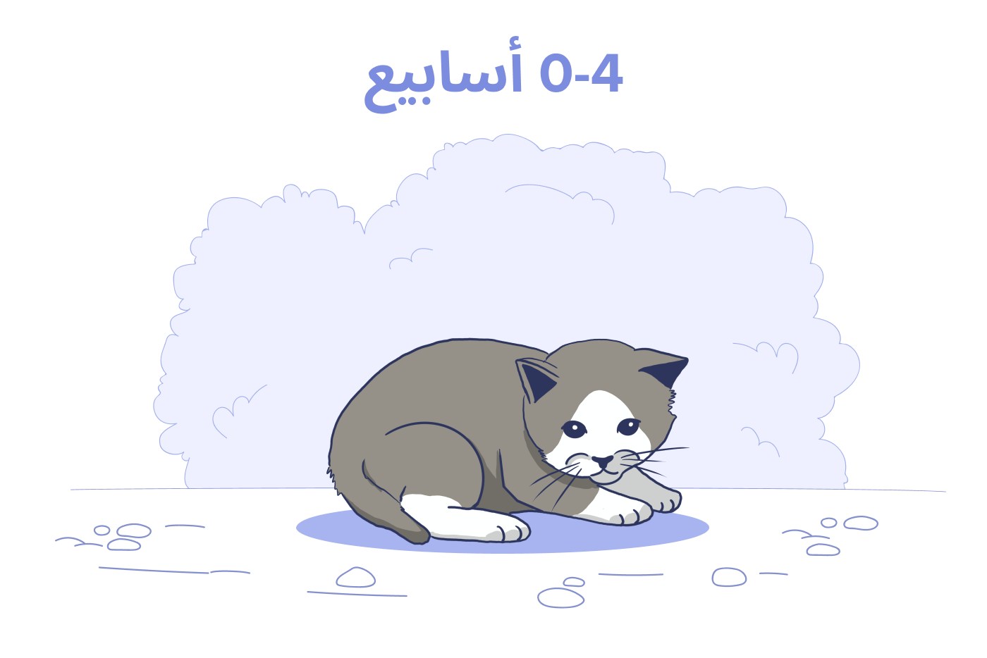 قطة حديثة الولادة، عمرها: من 0 إلى 4 أسابيع