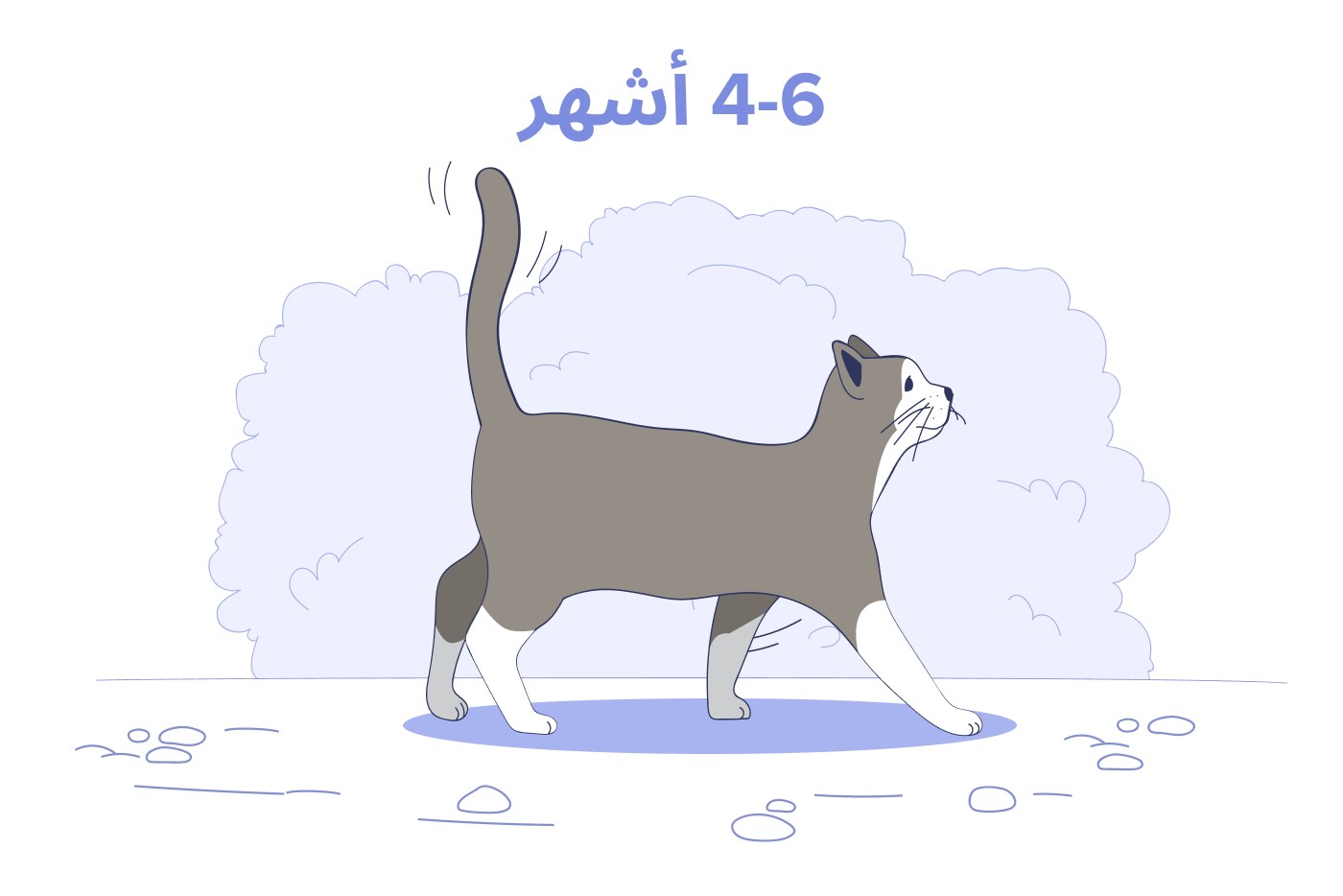 قطة صغيرة عمرها من 4 إلى 6 أشهر