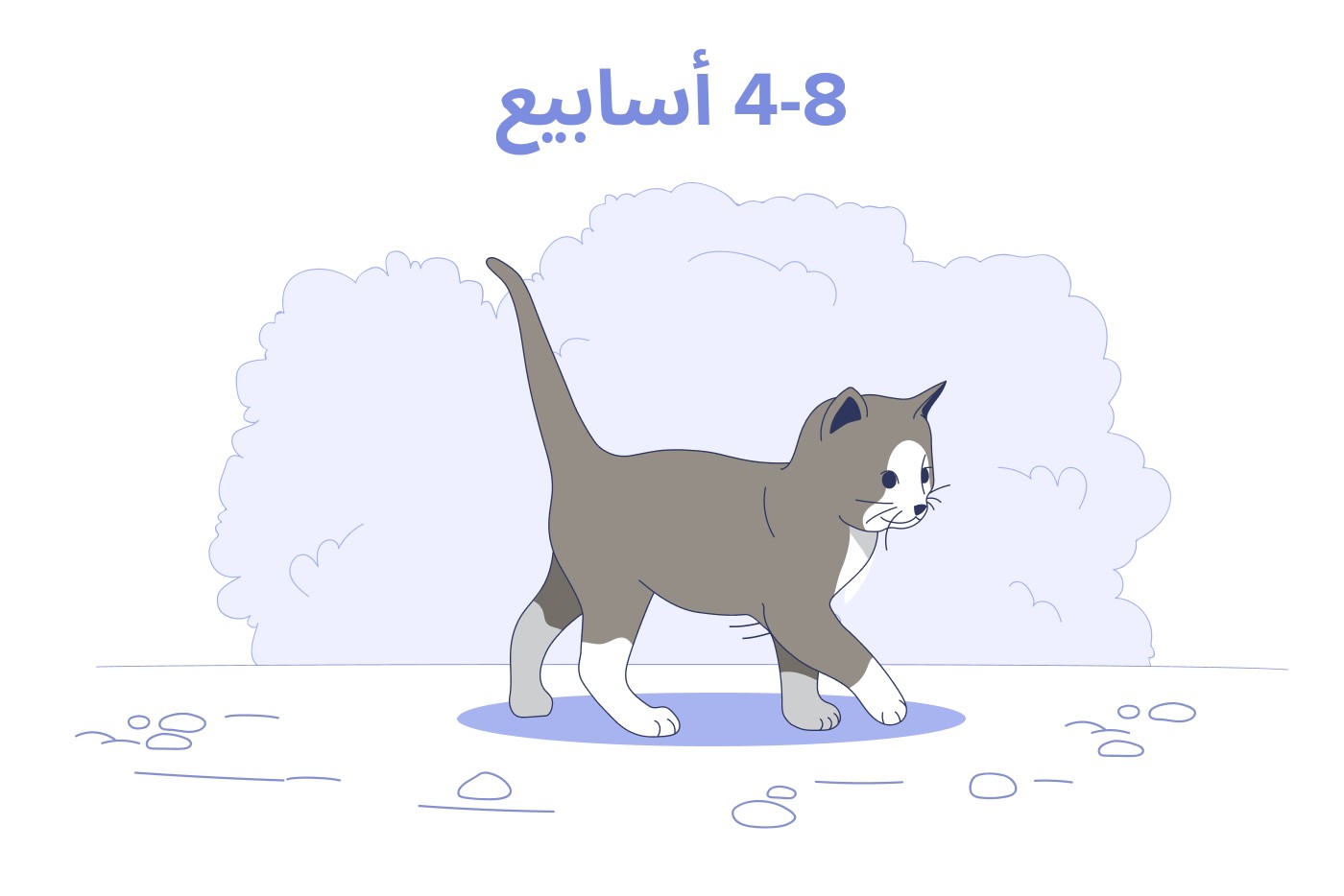 قطة صغيرة عمرها من 4 إلى 8 أسابيع