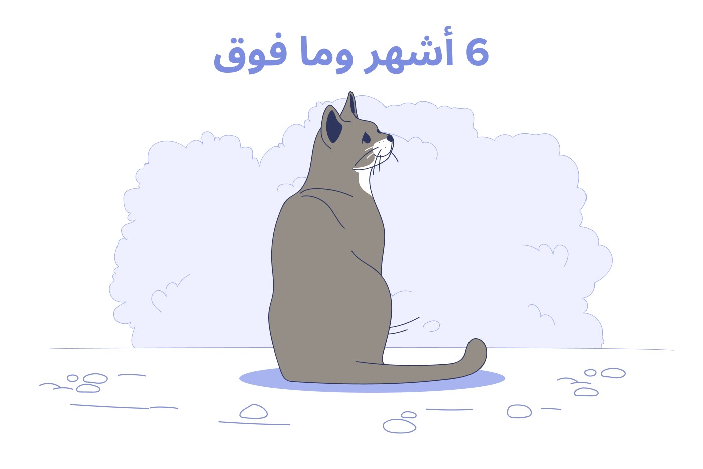 القطط من عمر 6 أشهر إلى 10 سنوات