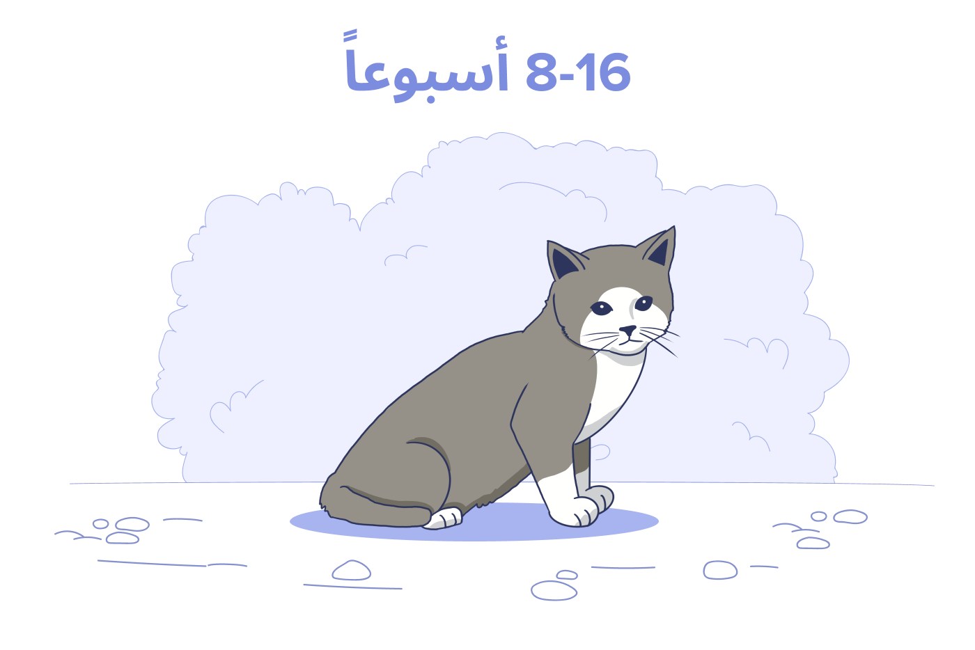 قطة صغيرة عمرها من 8 إلى 16 أسبوعًا
